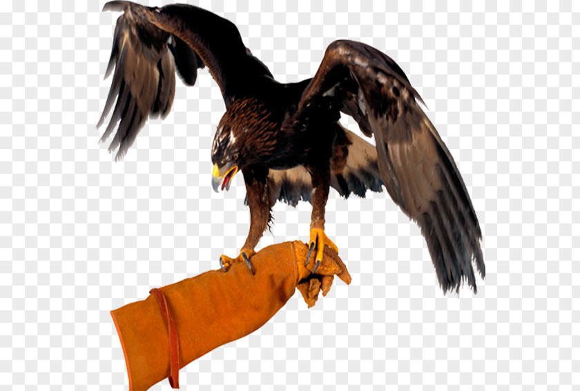 Falconry Hawk Boil Bird Bald Eagle Clip Art PNG