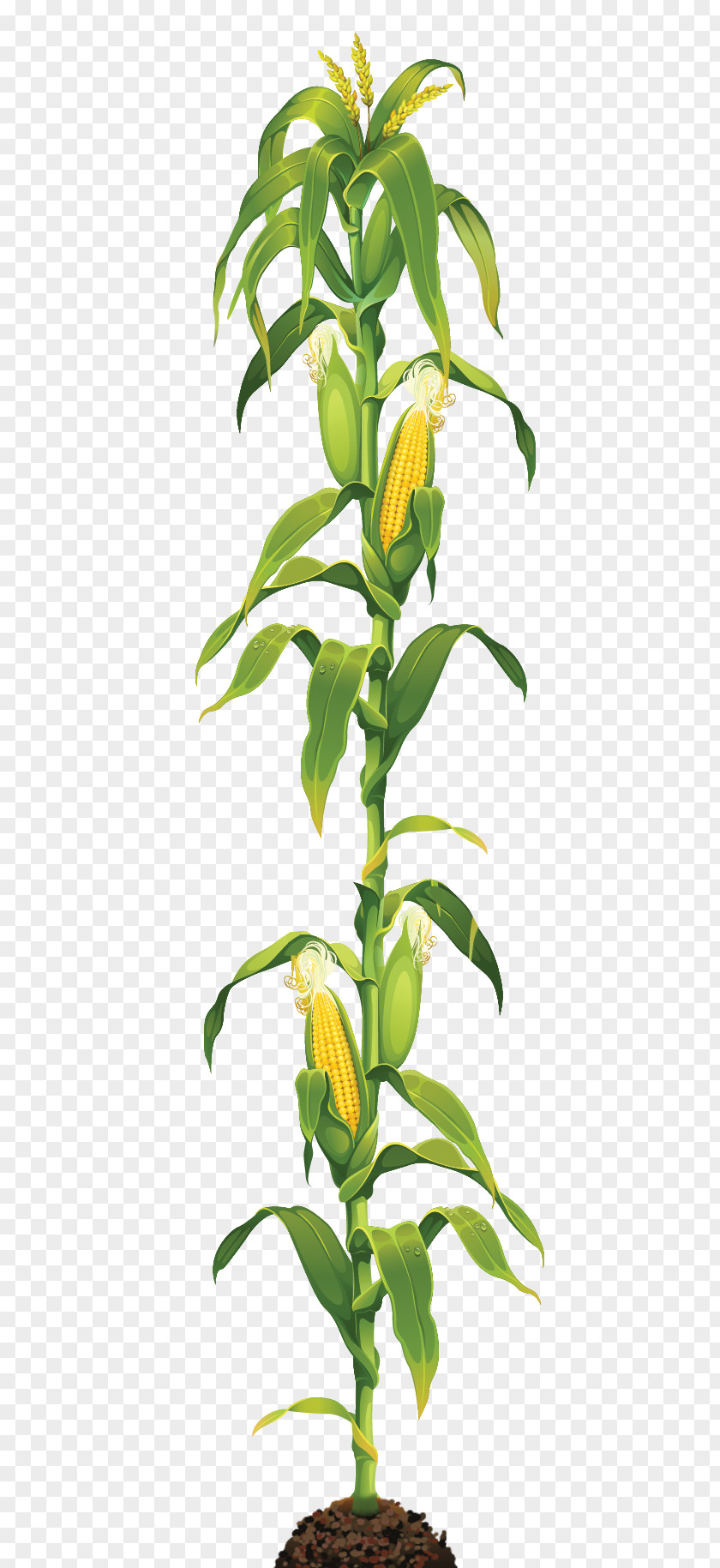 Maize Plant Corn On The Cob Caramel Clip Art PNG