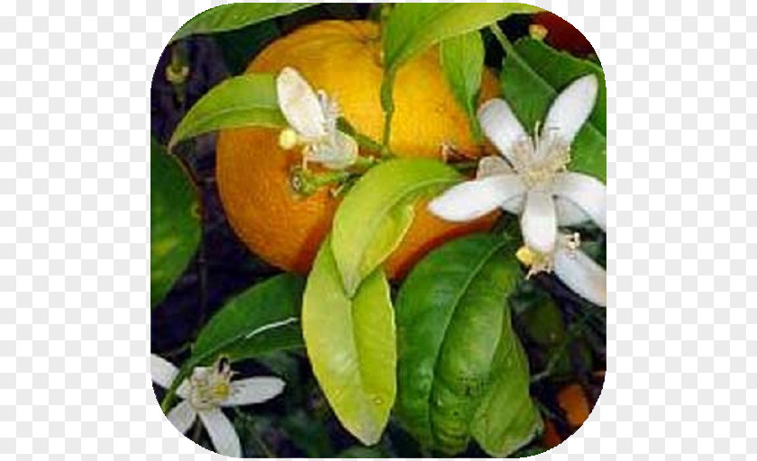 Orange Bitter Rangpur Calamondin Tangerine PNG