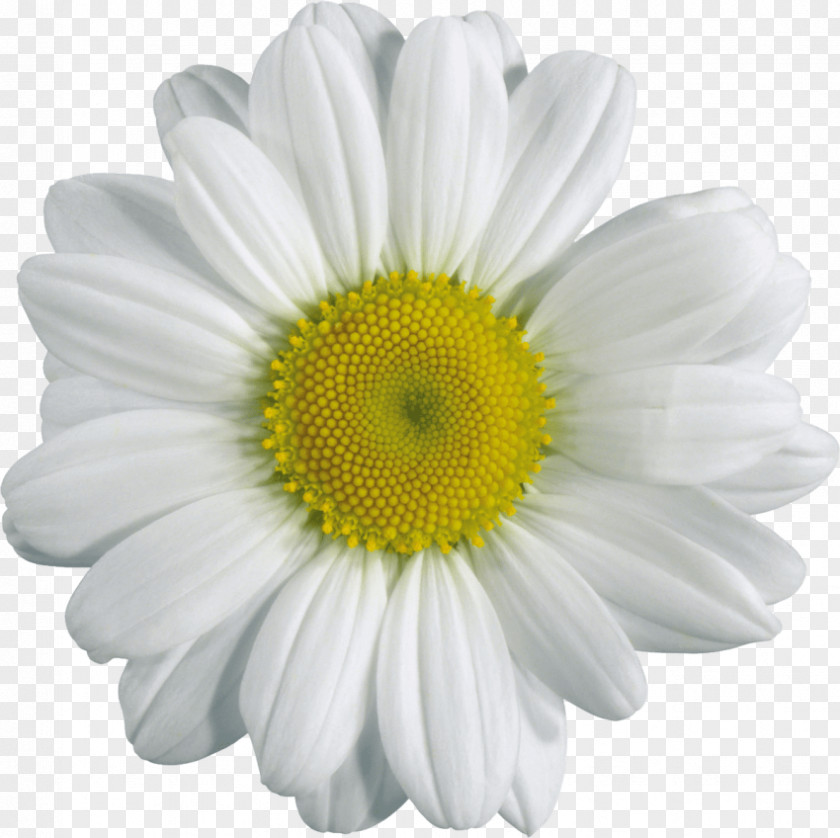 Chamomile Clip Art Image Transparency PNG