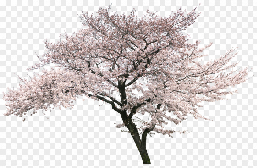 Cherry Blossoms Tree National Blossom Festival PNG