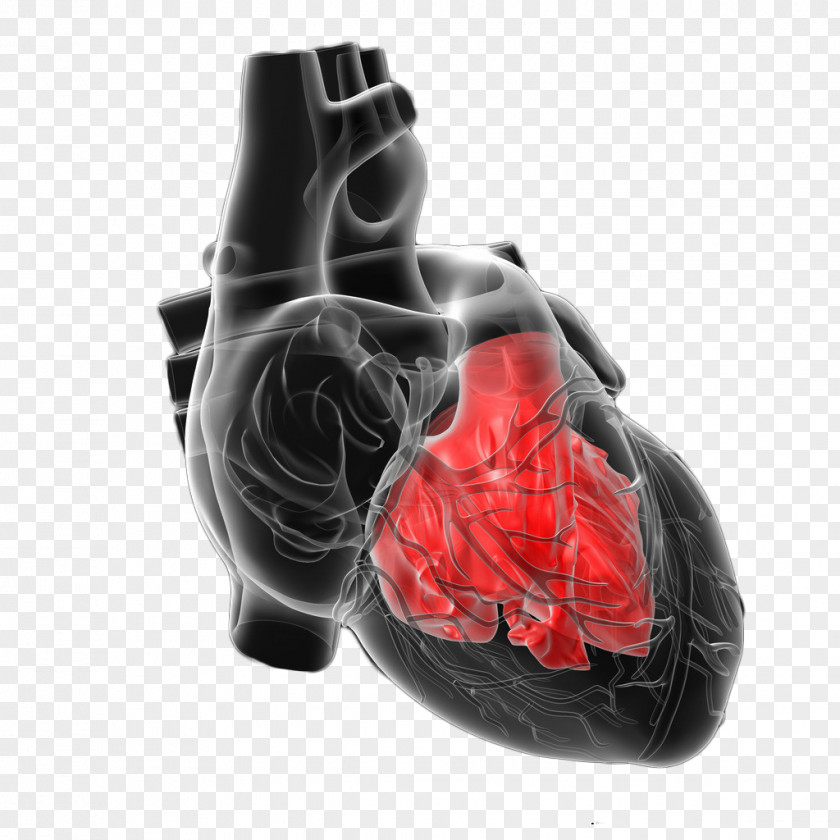Figure Shows The Human Heart PNG