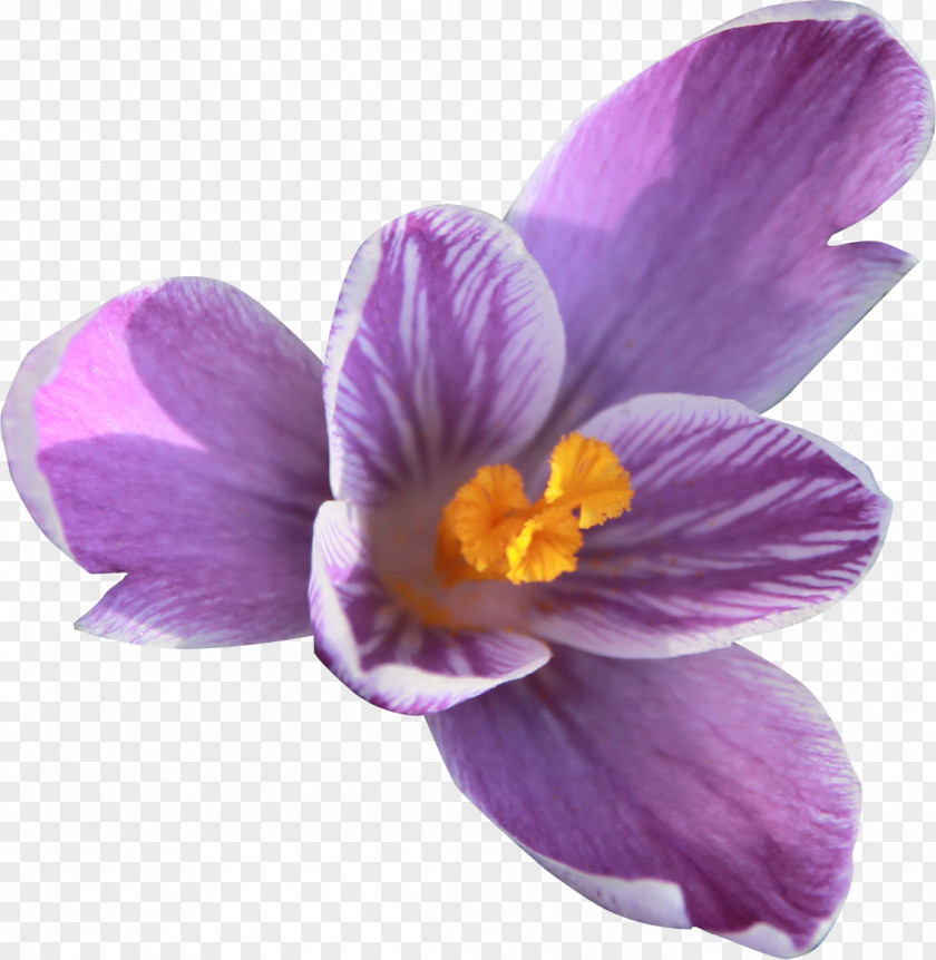 Plant Crocus Flower Violet Iridaceae PNG