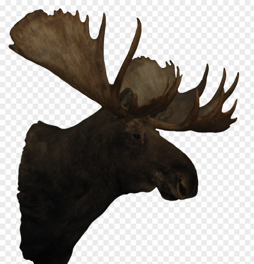 Reindeer Moose Antler PNG