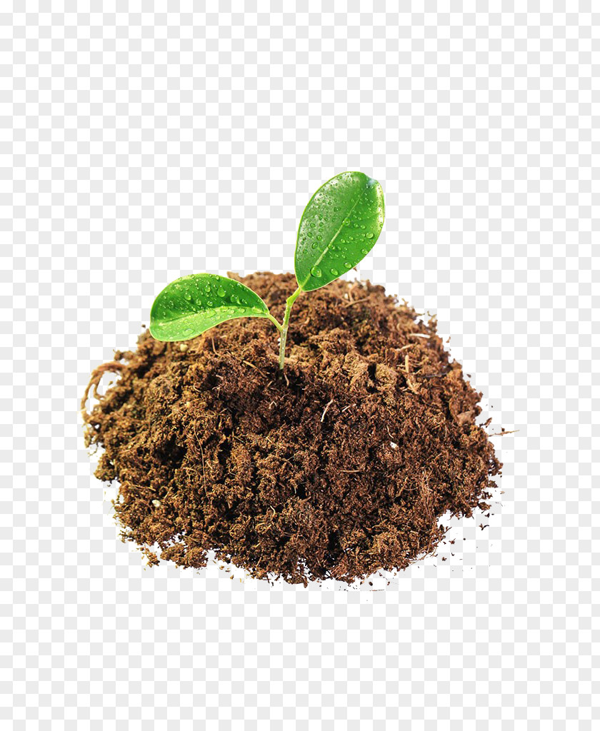 Soil Plant Tree PNG