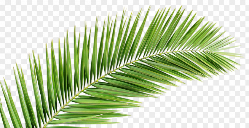 Beach Leaves Palm Branch Arecaceae Leaf Frond PNG