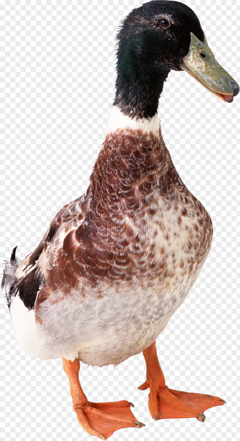 Duck Image Bird Domestic Goose Poultry Animal PNG