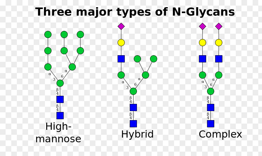 N-linked Glycosylation Glycan Asparagine Mannose PNG