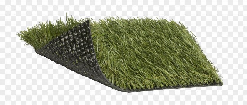 Turf Grasses Plant Family PNG