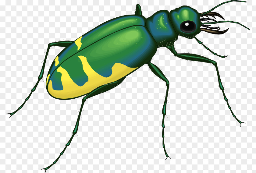 Beetle Bugs And Insects Interesting PNG