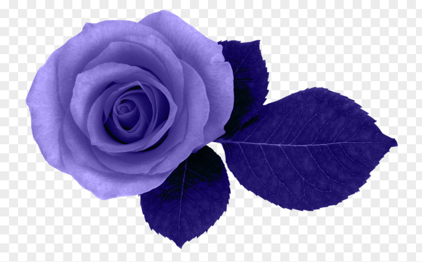 Blue Purple Rose Pink Flower Stock Photography PNG