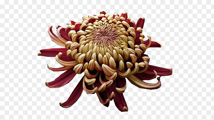 Chrysanthemum Japonense Imperial Seal Of Japan ×grandiflorum Cut Flowers PNG