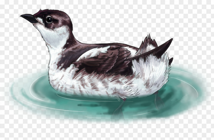 Harbor Seal Bird Marbled Murrelet Drawing Ancient PNG