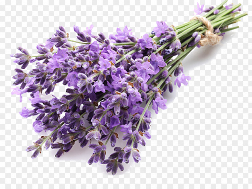 Lavender English Extract Oil Essential PNG