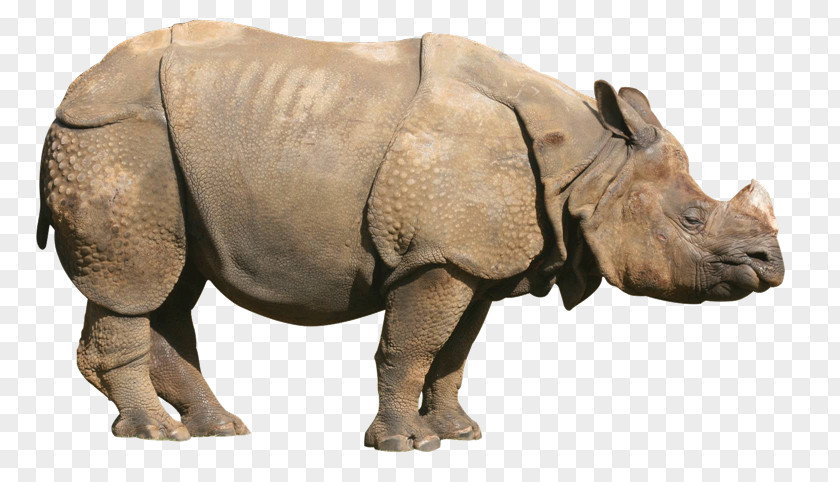 Rhinoceros Clip Art Transparency Image PNG