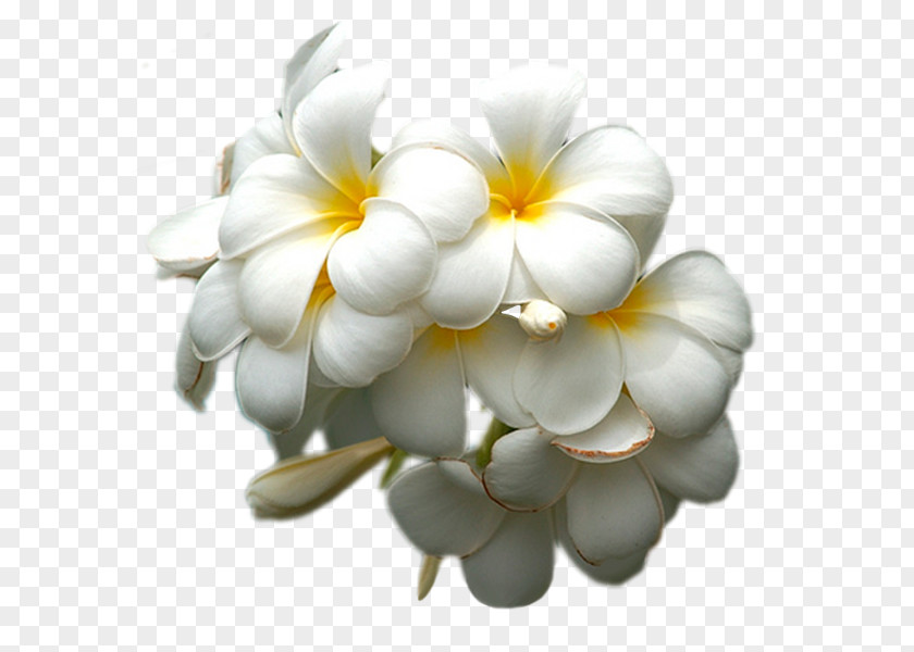 White Petal Lilac Flower Yellow PNG