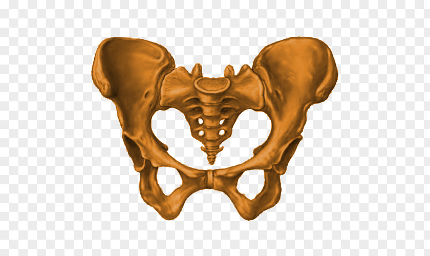 Bone Pelvis Sacrum Hip Pelvic Floor Inlet PNG