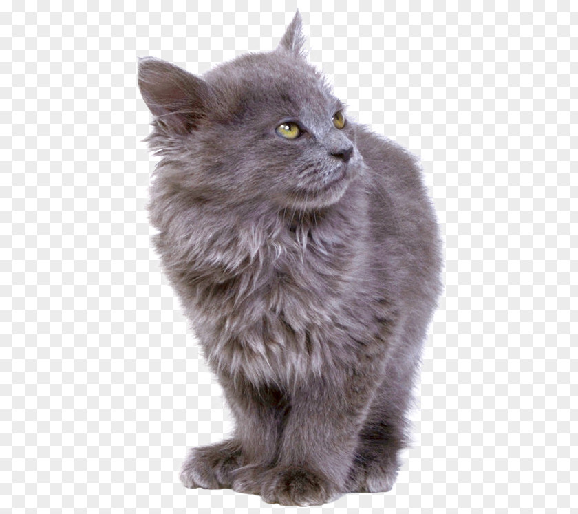 British Semi-longhair Persian Cat Asian Siberian Nebelung PNG