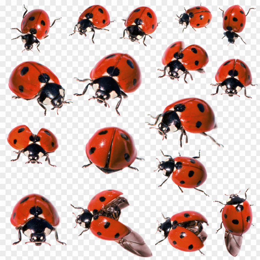 Ladybug Beetle Lion Leopard Tiger Animal PNG