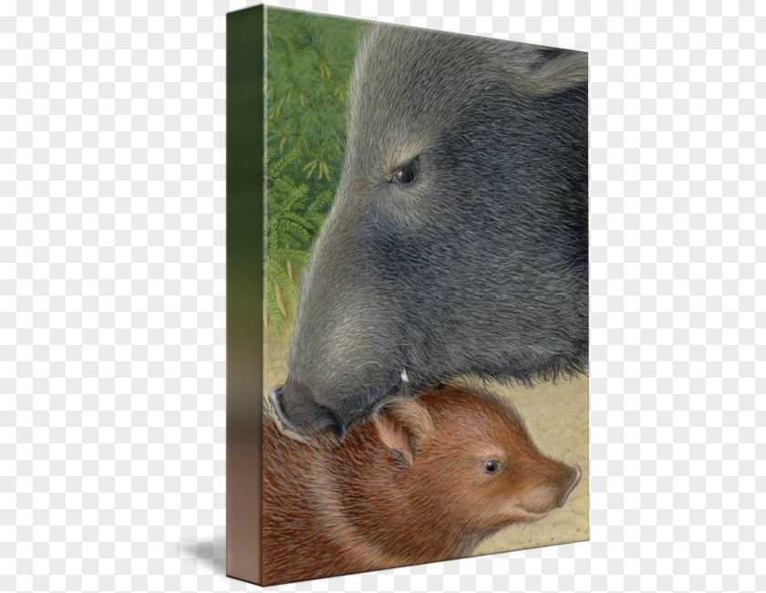 Wild Boar Capybara Beaver Bear Fauna Snout PNG