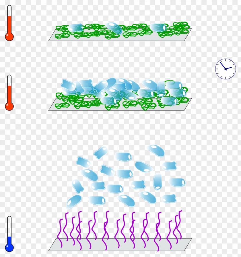 Cell Culture Monolayer Tissue Suspension PNG