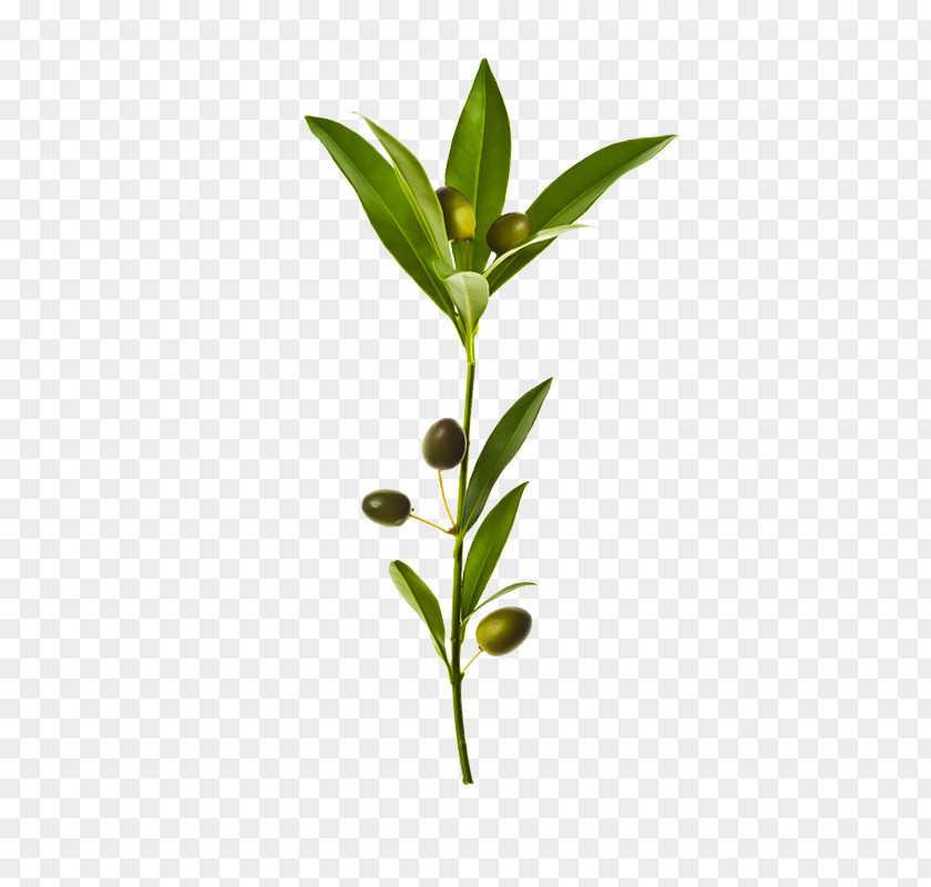 Fresh Olive Branch Leaf PNG