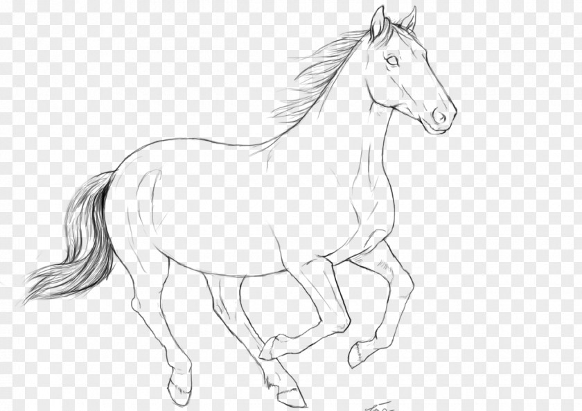 Galloping Horse Mustang Gallop Foal Stallion Pony PNG