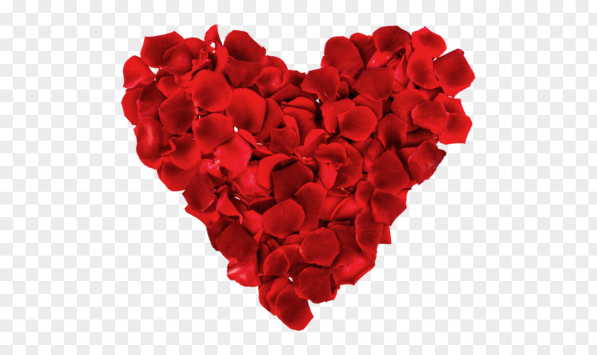 Heart Romance Petal Rose PNG