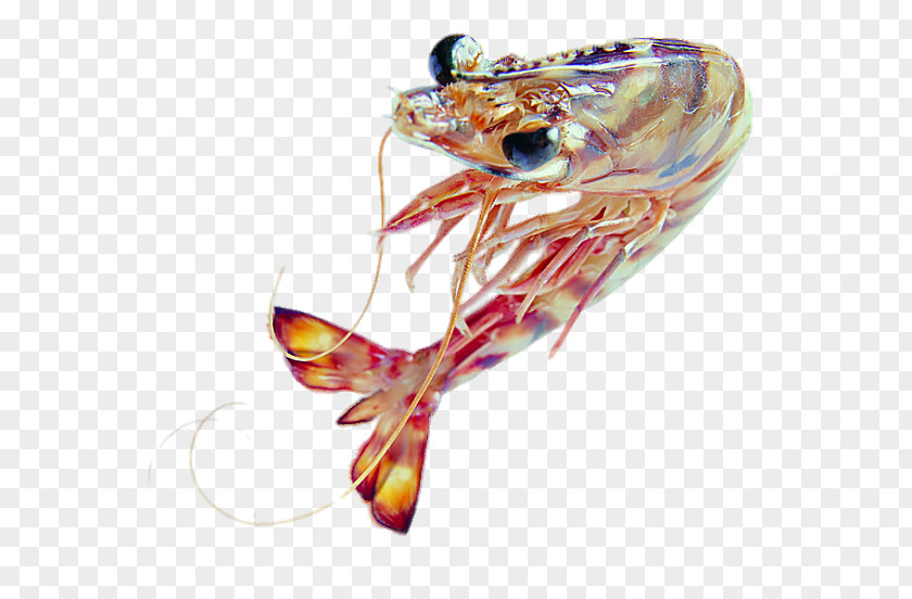 North America Prawn Caridea Download Computer File PNG