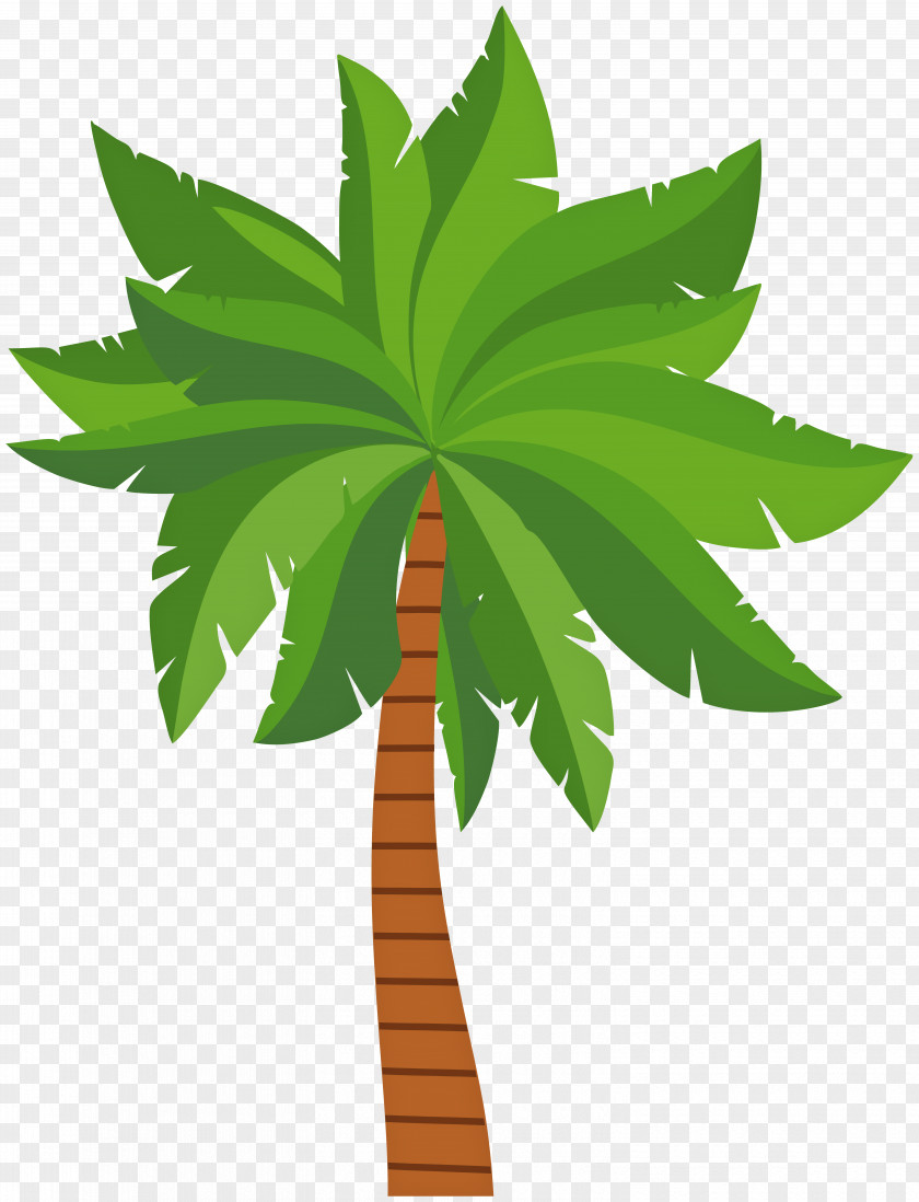 Palm Tree Trees Clip Art Image Hyophorbe Lagenicaulis PNG