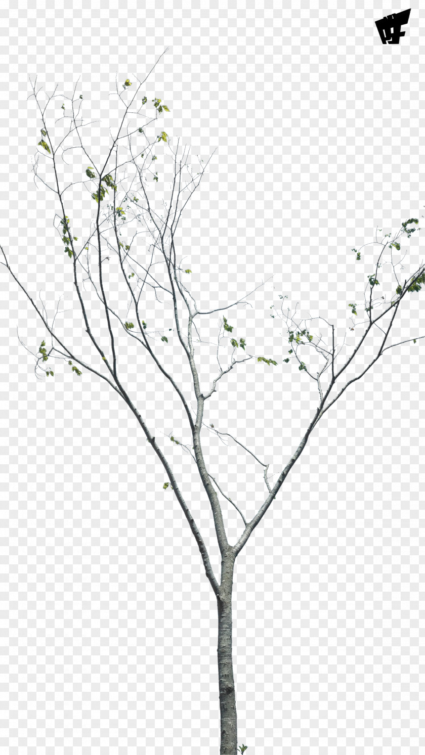 Leaf Twig Plant Stem Flowering PNG