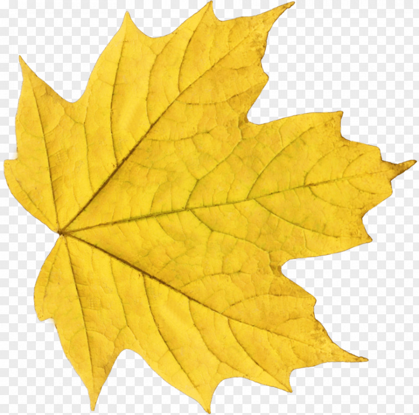 Maple Leaf Autumn Color Yellow Clip Art PNG