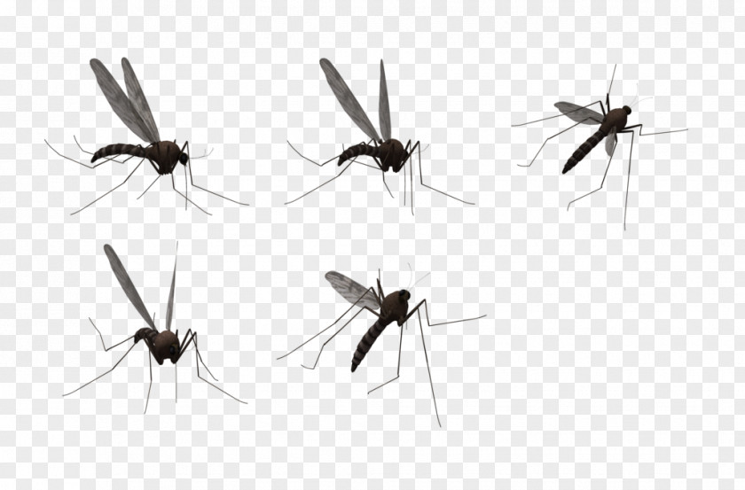 Mosquitos Mosquito Clip Art PNG