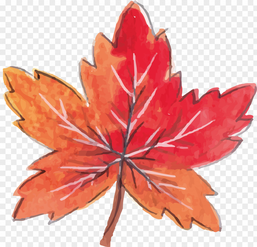 Red Maple Leaves Leaf Computer File PNG