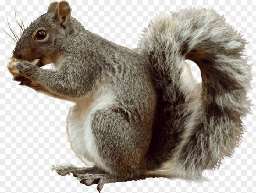 Rodent Eastern Gray Squirrel Fox Tree Clip Art PNG