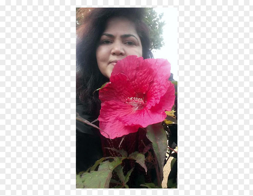 Flower Series Rosemallows Shrub Annual Plant Peony Pink M PNG