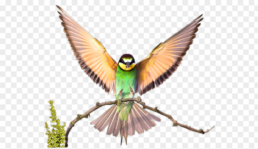 Oiseaux Aquarelles Bird Budgerigar Desktop Wallpaper Vertebrate Beak PNG