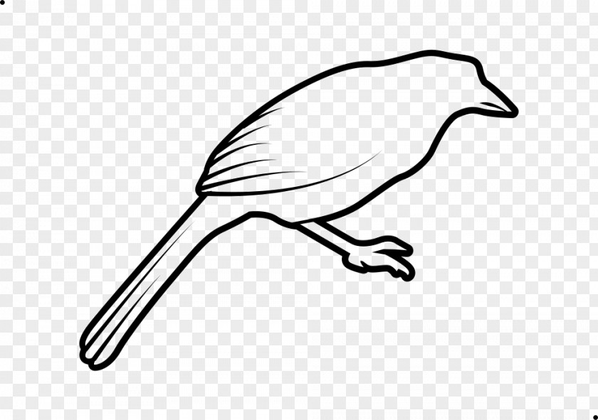 Twig European Robin Bird Line Drawing PNG