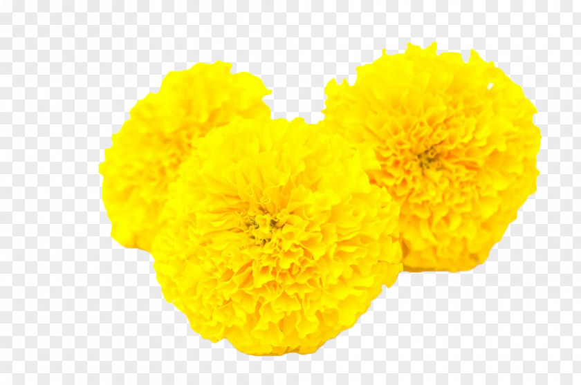 Yellow Marigold Calendula Officinalis Mexican Flower Toran PNG