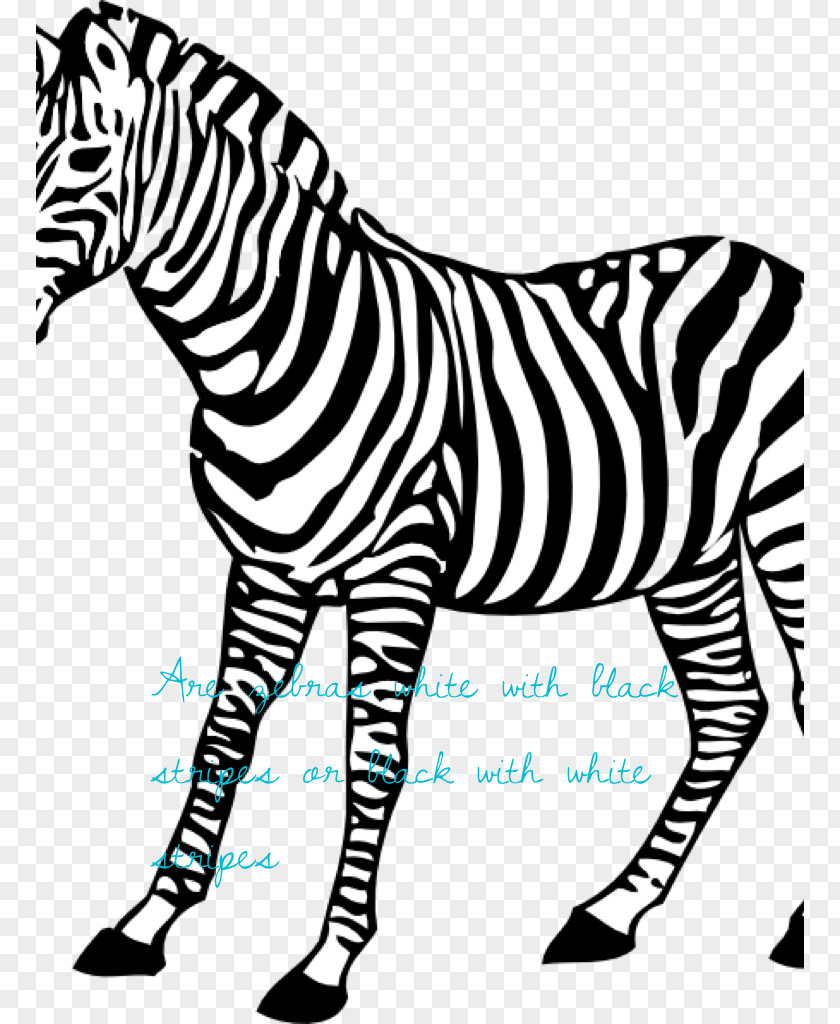 Zebra Baby Coloring Book Animal PNG