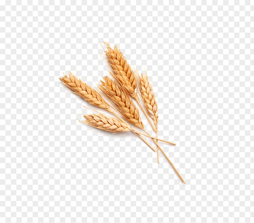 Ear Common Wheat Stock Photography Food Cereal PNG