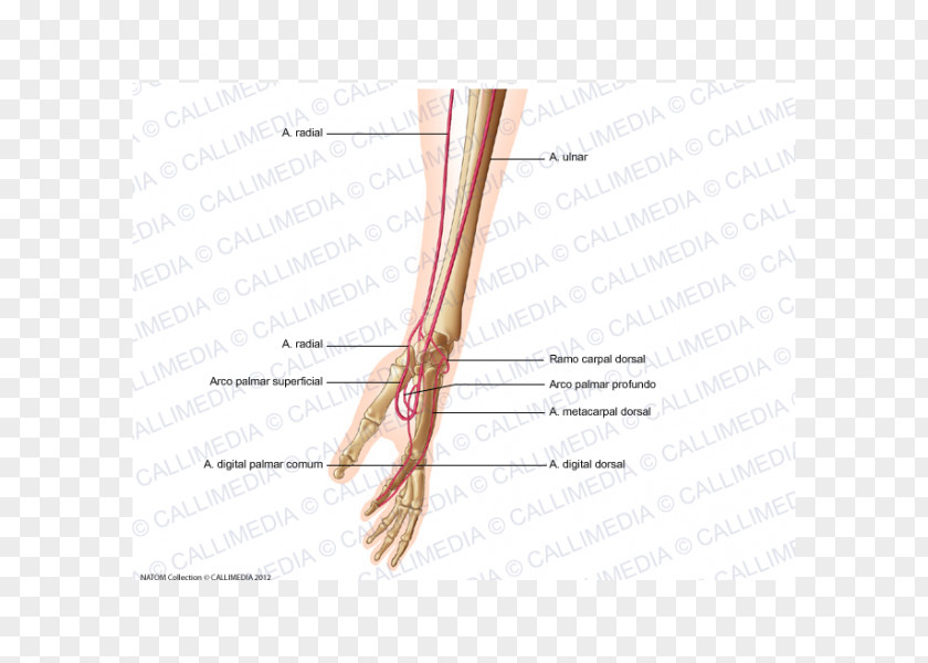 Hand Finger Artery Forearm Human Anatomy PNG