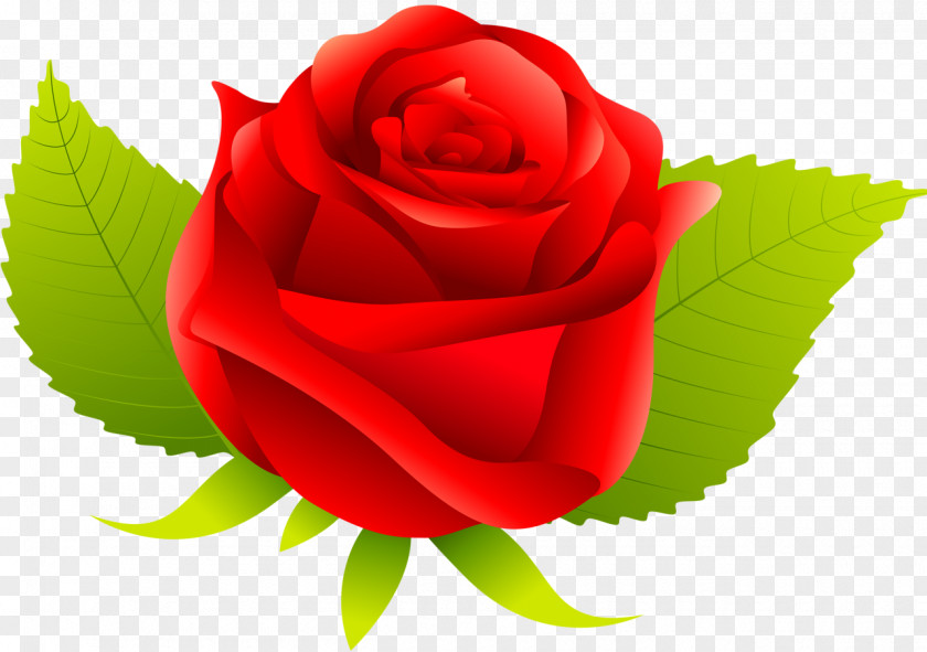 Red Rose Flower Centifolia Roses Rosa Chinensis Gallica PNG