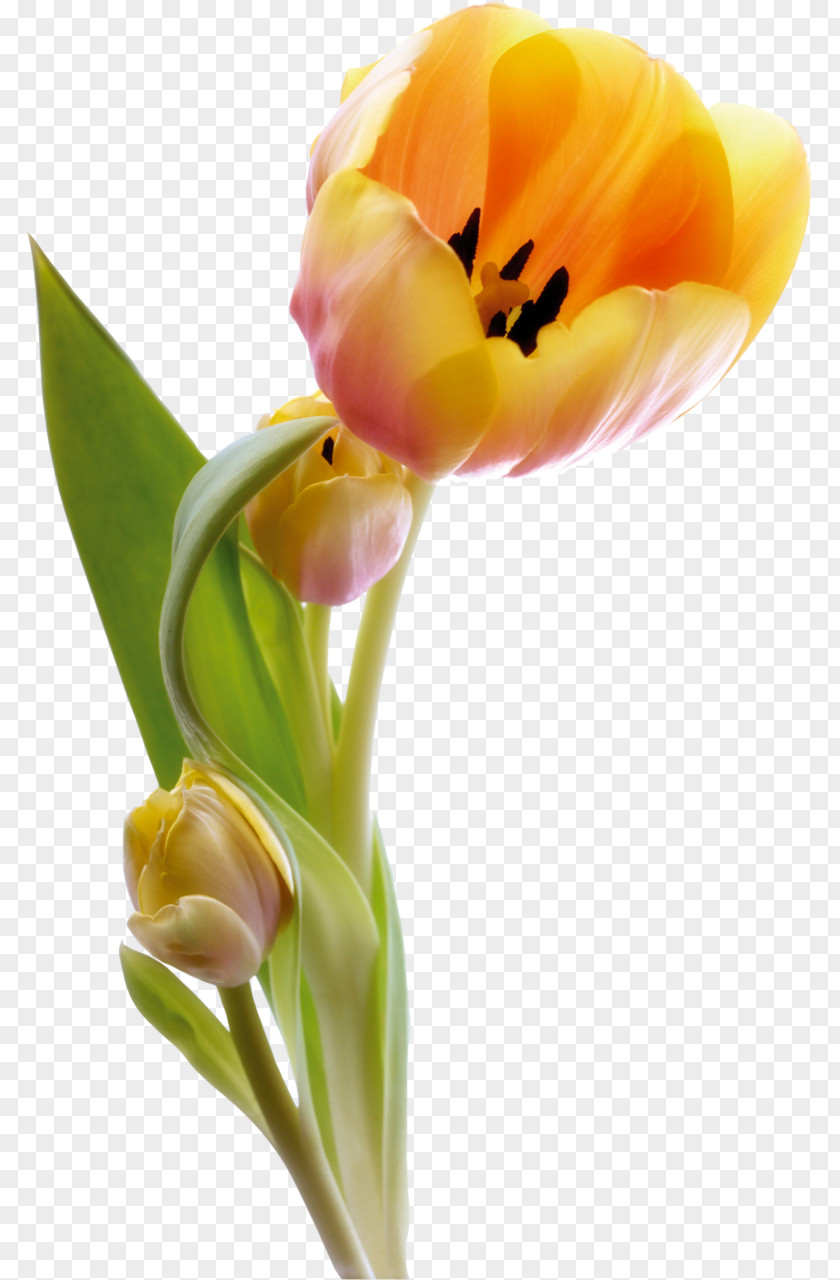 Tulip Morning Good Desktop Wallpaper Monday PNG