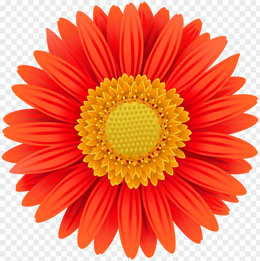 Marigold Transvaal Daisy Flower Common Clip Art PNG