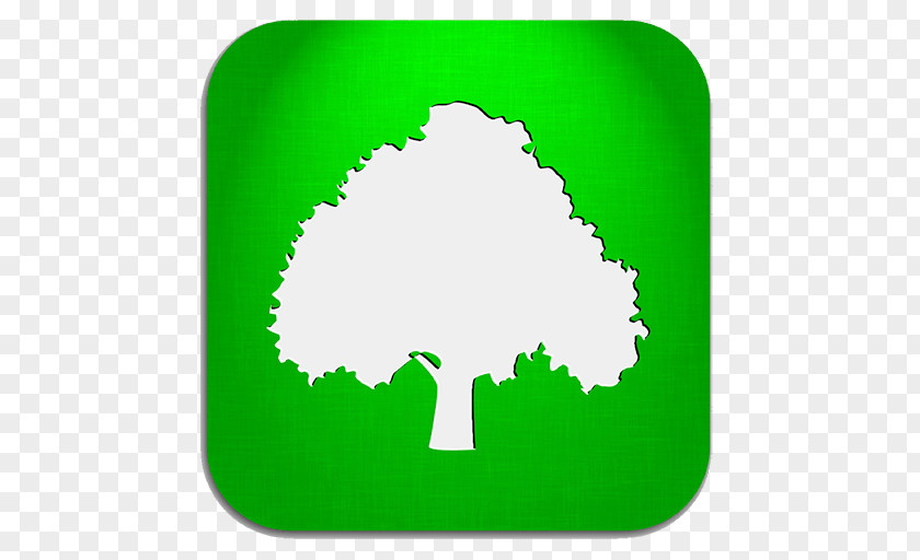 Tree Deciduous Oak Arborist PNG