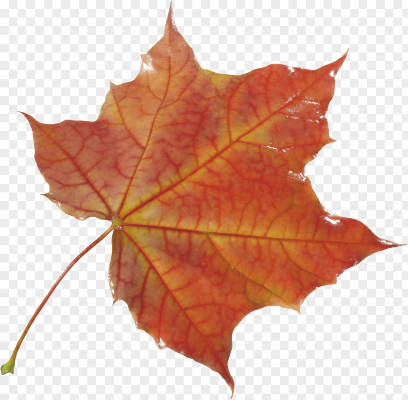 Autumn Leaf Color PNG