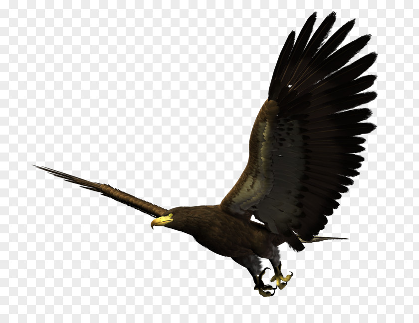 Bird Bald Eagle Golden PNG