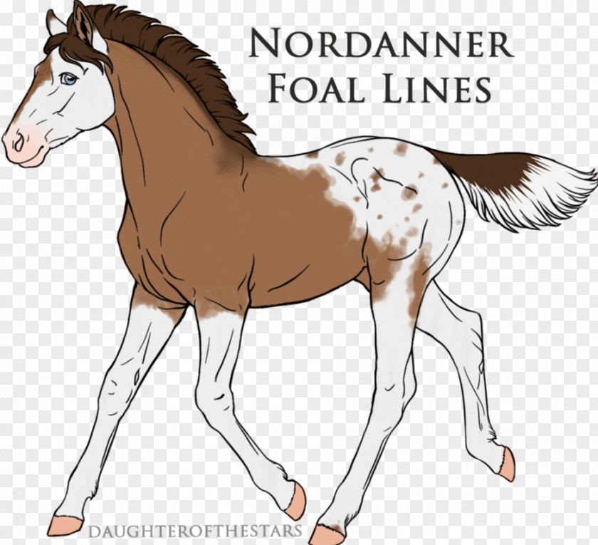 Mustang Foal Stallion Mane Colt Mare PNG