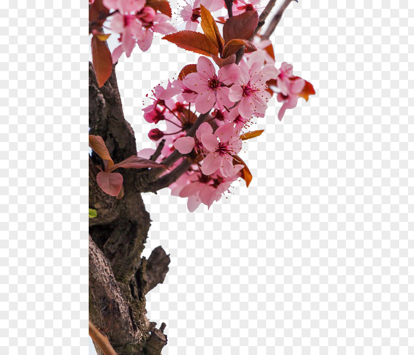Peach Tree Branches Next Almond Blossoms Flower Stock.xchng PNG